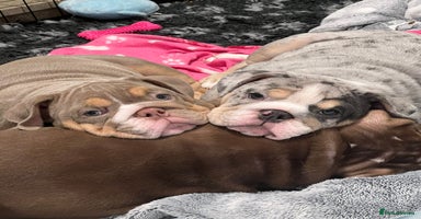 English Bulldog dogs - Advert 9