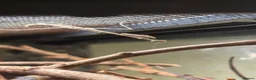 Praying Mantis invertebrates for sale: Praying mantis for sale - Advert 4