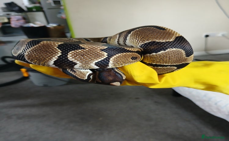 Python Snake reptiles - Advert 7