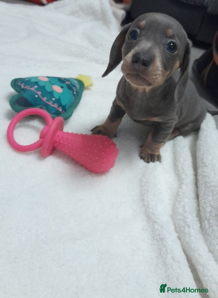 Miniature Dachshund dogs  **  2 blue and tan girls  **   - Advert 1