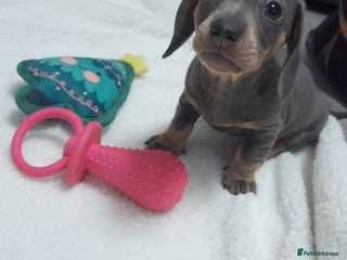 Miniature Dachshund dogs ** 2 blue and tan girls ** - Advert 2