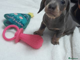Miniature Dachshund dogs All pups sold - Advert 8