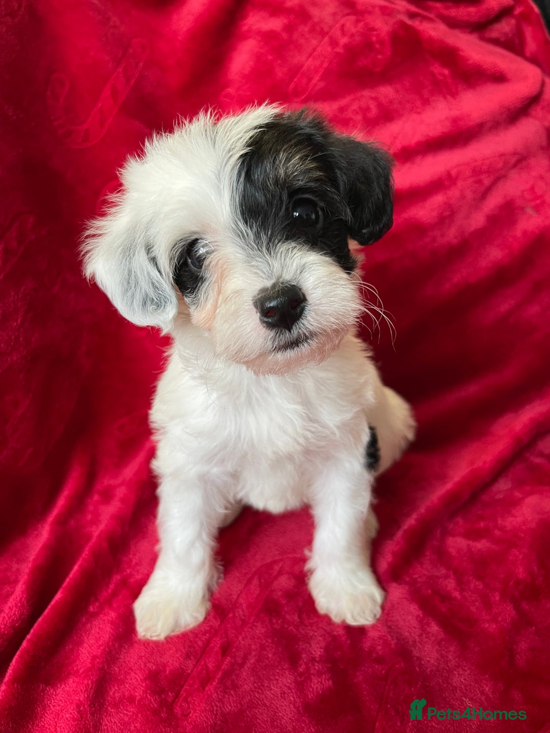 Yorkshire Terrier dogs for sale: Yorkshire terriers - Advert 4