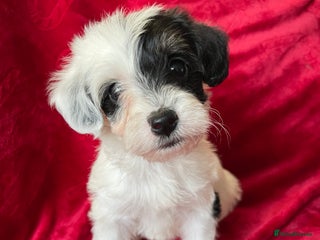 Yorkshire Terrier dogs Yorkshire terriers - Advert 13