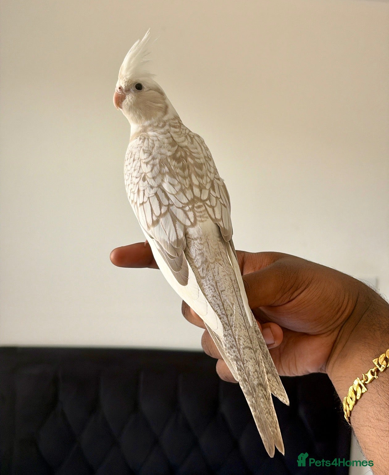 Cockatiels birds Hand Reared White Pied Baby Cockatiel  - Advert 1