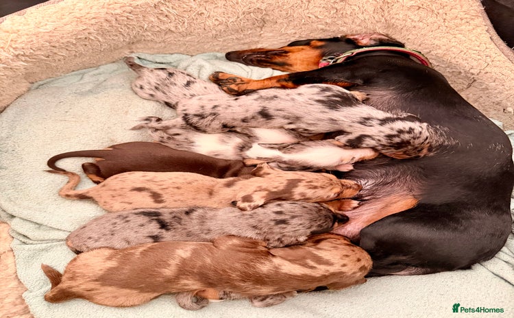 Mixed Breed dogs Miniature Dachshund × Dachshund Cockapoo Puppies - Advert 3