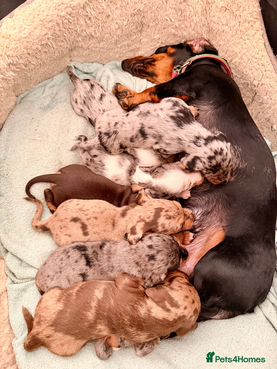 Mixed Breed dogs for sale: Miniature Dachshund × Dachshund Cockapoo Puppies - Advert 1