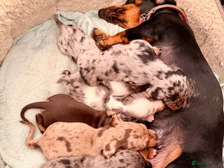 Mixed Breed dogs for sale: Miniature Dachshund × Dachshund Cockapoo Puppies - Advert 1