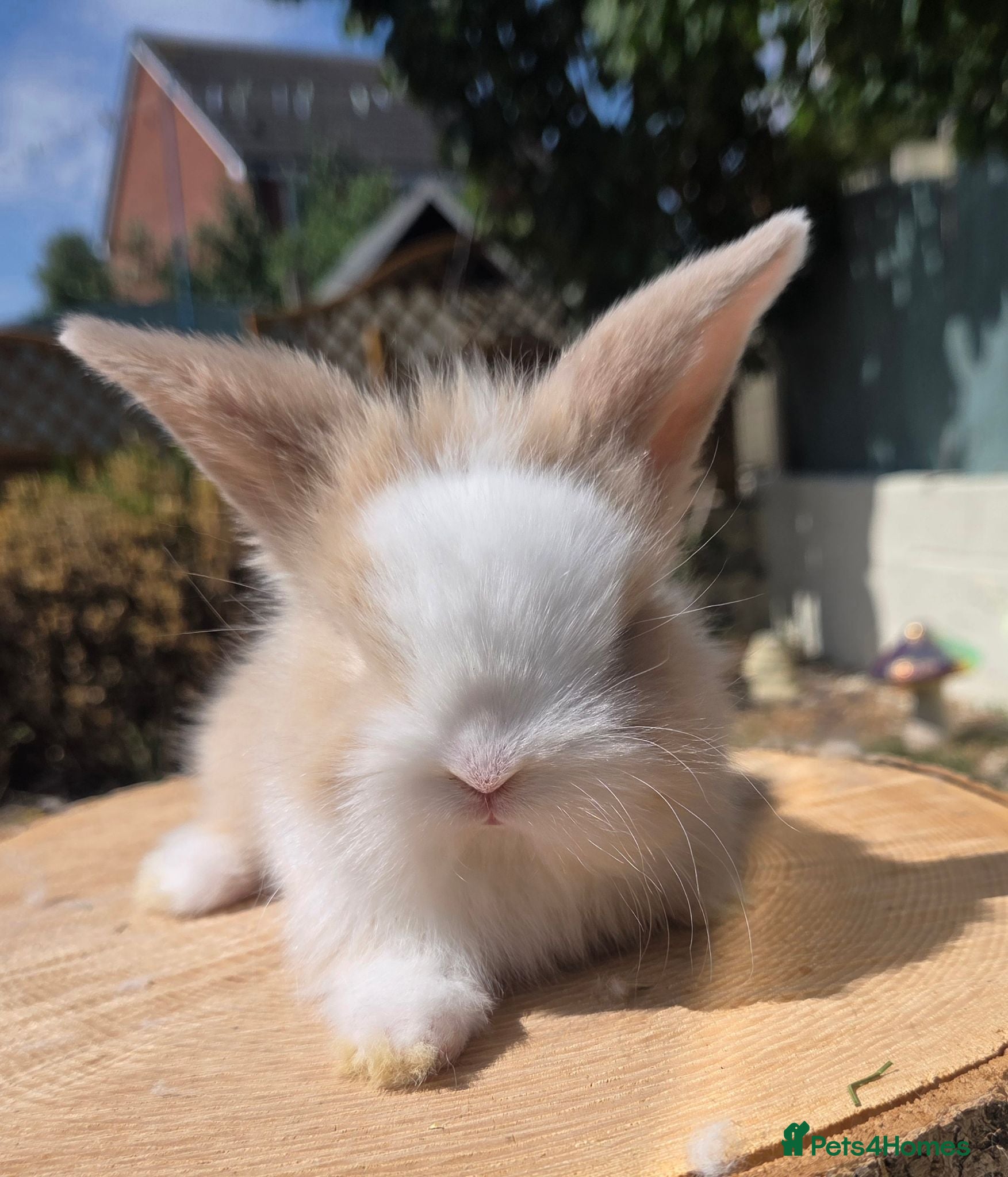 Angora rabbits  Super fluffy baby teddywidders  - Advert 2