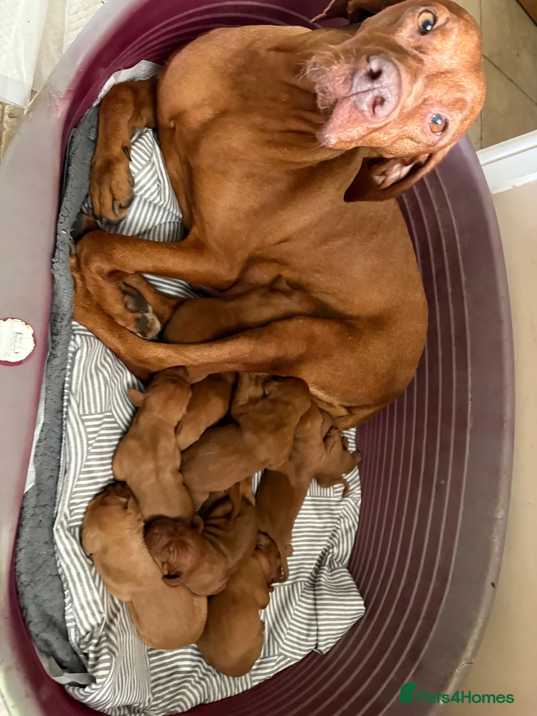 Hungarian Vizsla dogs for sale: 10 Gorgeous Hungarian Vizsla Puppies, KC REG. - Advert 1