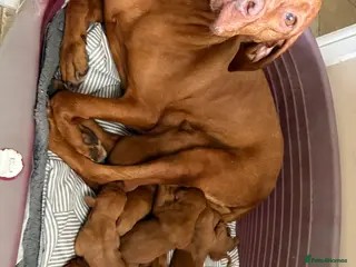 Hungarian Vizsla dogs 10 Gorgeous Hungarian Vizsla Puppies, KC REG. - Advert 1