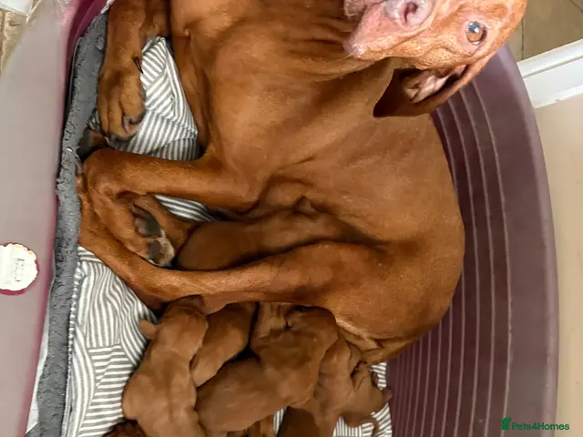 Hungarian Vizsla dogs 10 Gorgeous Hungarian Vizsla Puppies, KC REG. - Advert 5