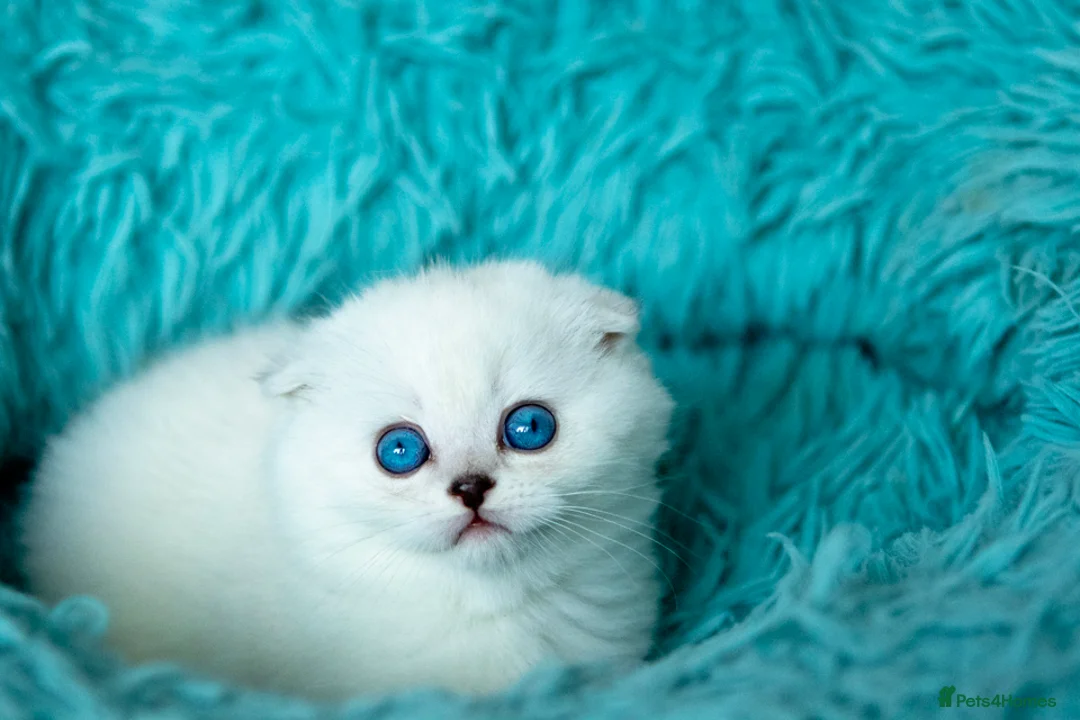 Scottish Fold cats for sale: Tommy – Charismatic Blue Eyed Boy 💙 - Advert 7