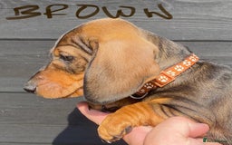 Miniature Dachshund dogs for sale: Quality Dachshund puppies - Image 9