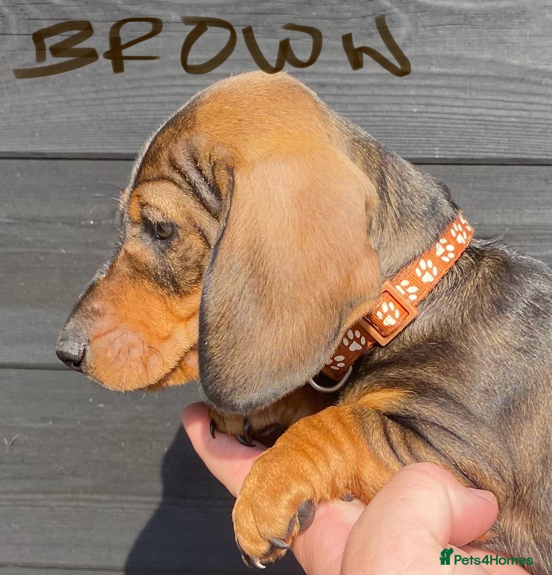 Miniature Dachshund dogs for sale: Quality Dachshund puppies - Image 9