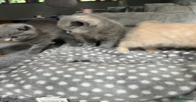 British Shorthair cats - Advert 3