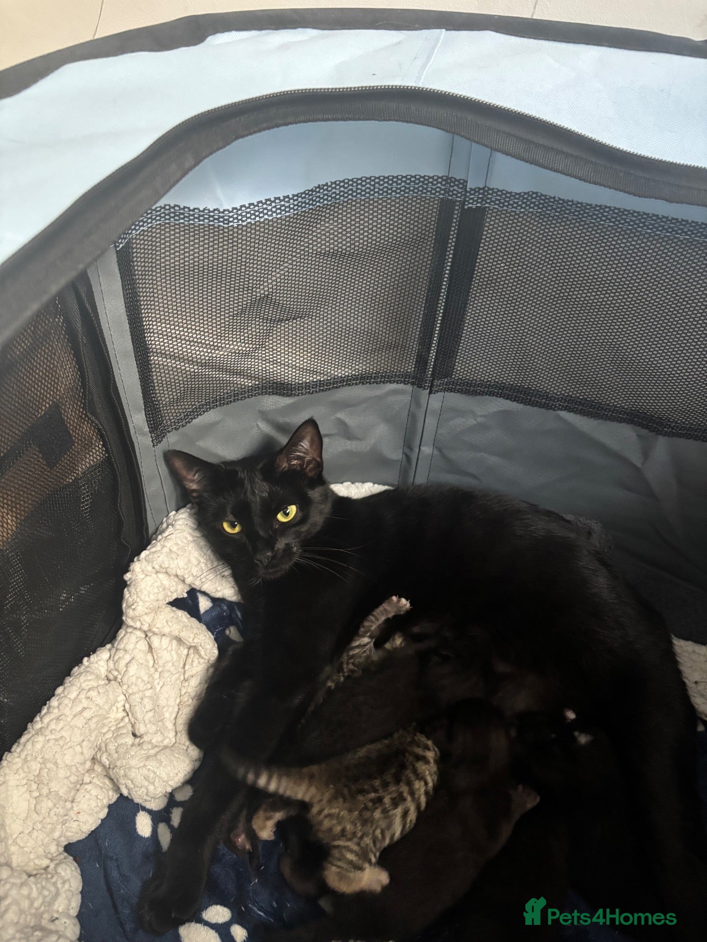 Mixed Breed cats 3 kittens for sale  - Advert 1