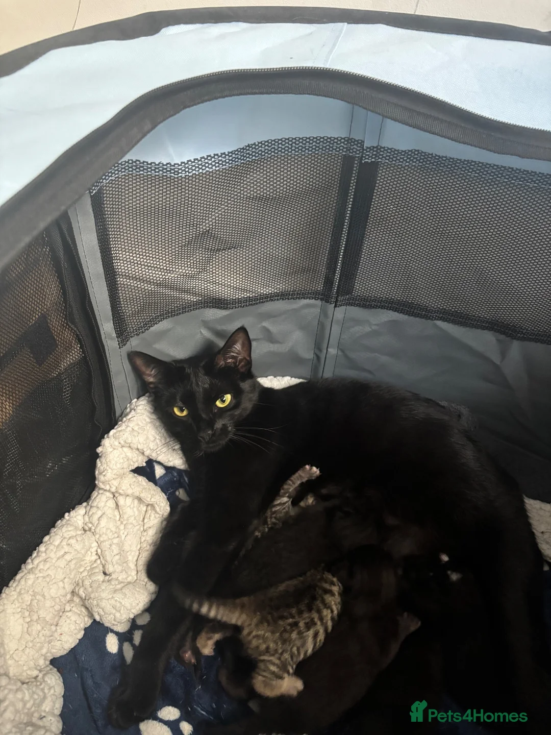 Mixed Breed cats for sale: 3 kittens for sale  - Advert 1