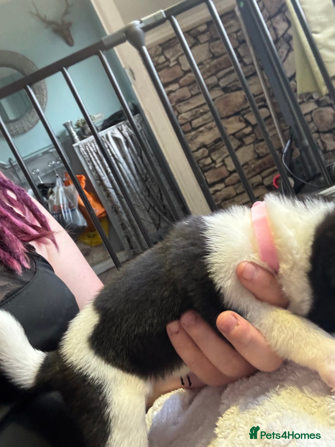 Mixed Breed dogs for sale: Beautiful lab cross Akita puppies available - Image 6