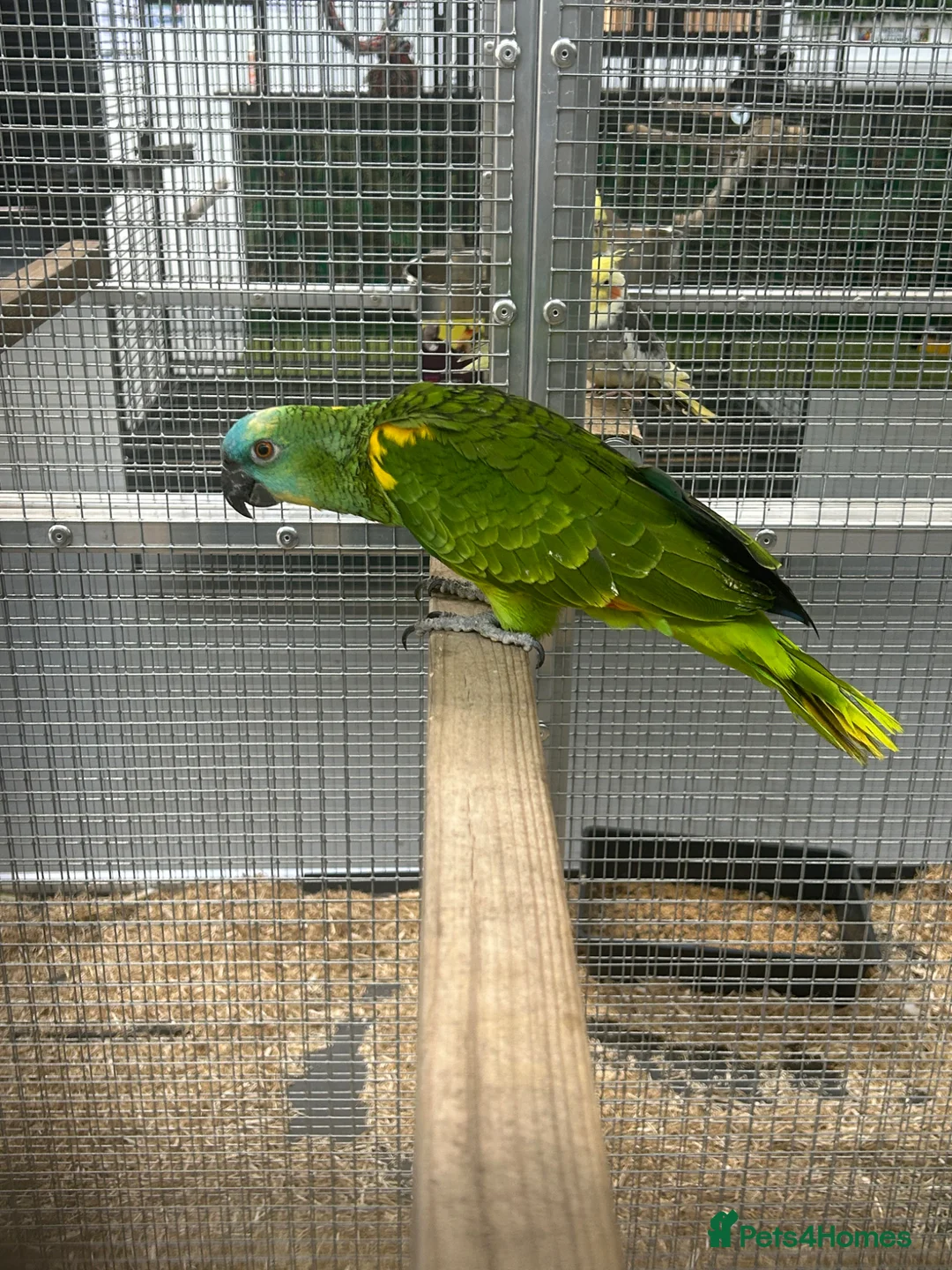 Parrots birds for sale: Hand Reared Blue Fronted Amazons  - Advert 2