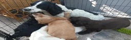 Sprocker dogs for sale: Show f1 Sprocker spaniel puppies - Advert 7