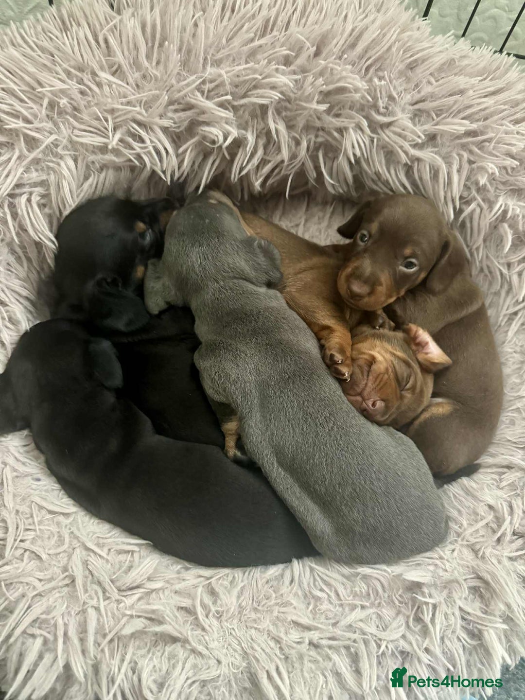 Miniature Dachshund dogs for sale: Miniature Dachshund Puppies ready to go 3/12/25 - Advert 12