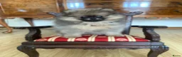 Pomeranian dogs for sale: Adorable KC Registered Pomeranian Boys - Advert 13