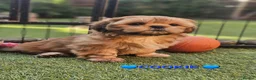Shih Tzu dogs for sale: RARE BLACK STANDARD SHIH TZU WITH BLUE  SKIN - Advert 19