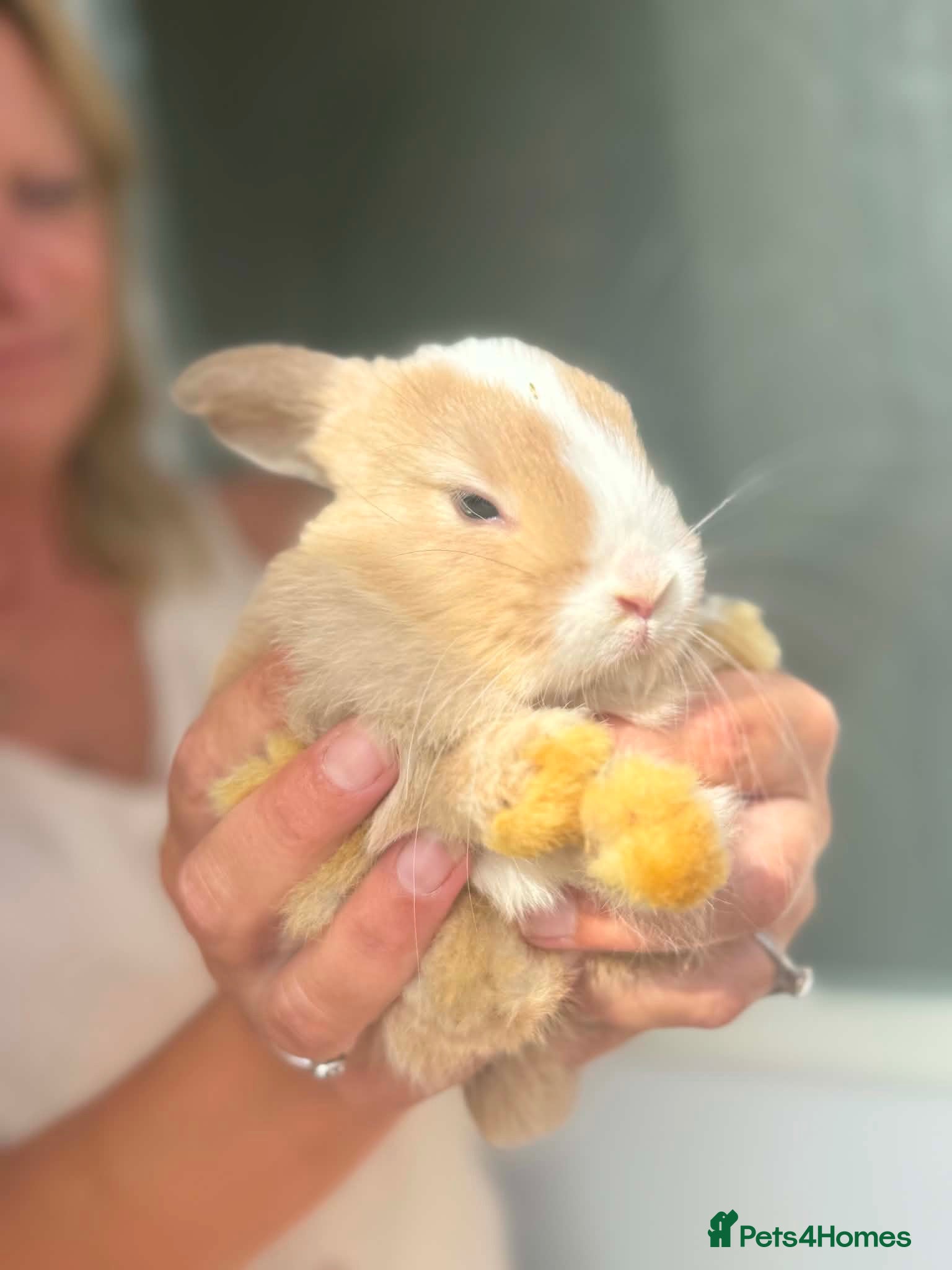 Mixed Breed rabbits Bunnies - Advert 1