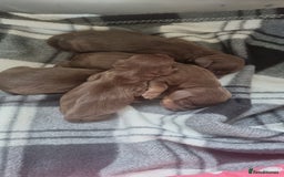 Mixed Breed dogs for sale: Dachschund x doxipoo puppies - Image 12