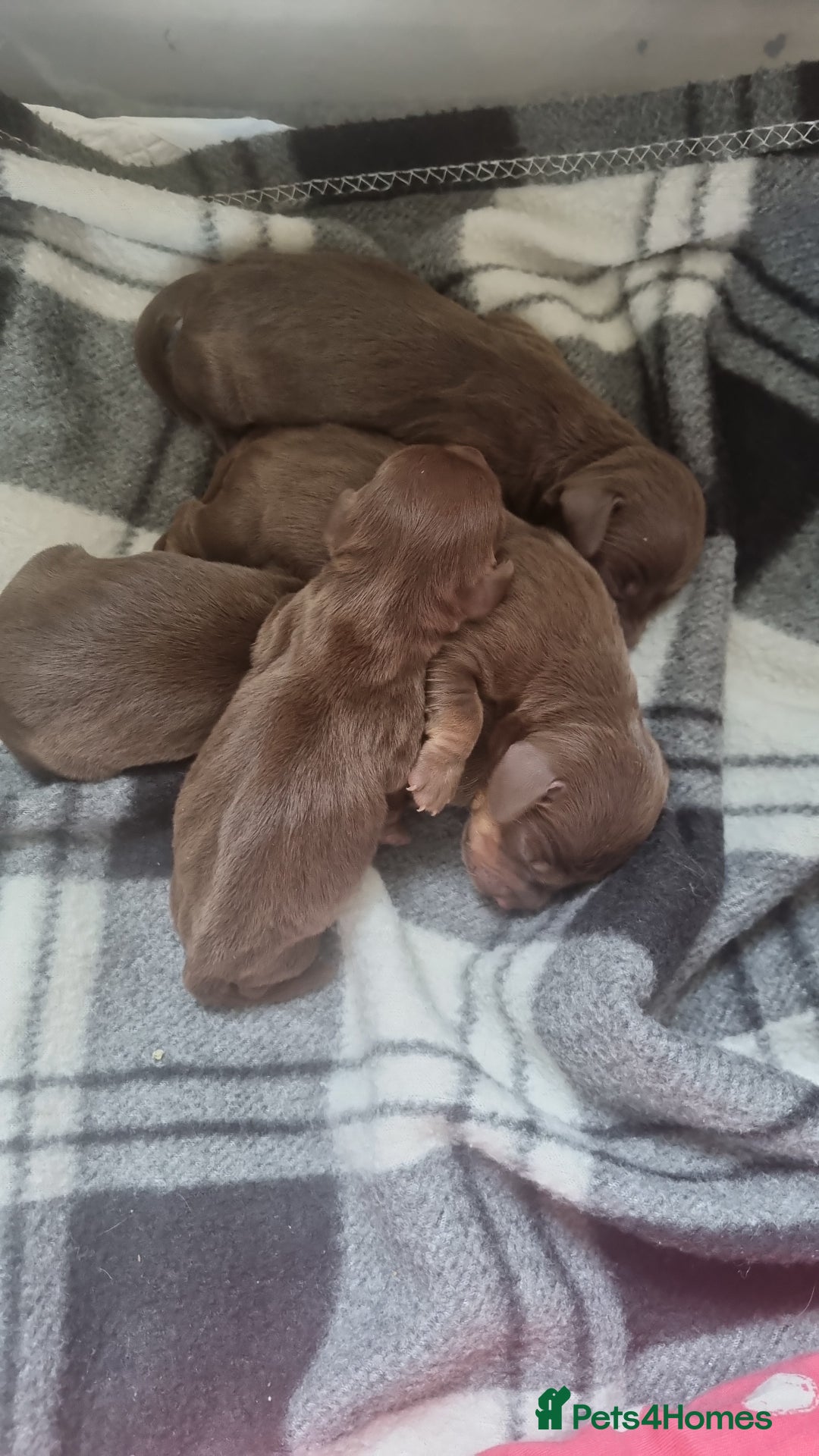 Mixed Breed dogs for sale: Dachschund x doxipoo puppies - Image 12