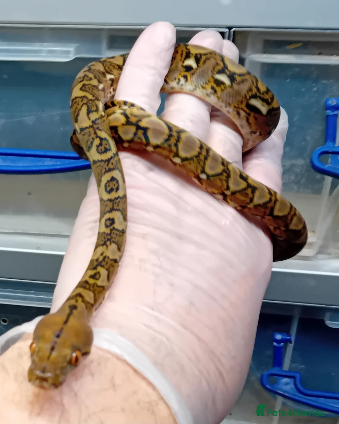 Python Snake reptiles for sale: Malayan Python Island Dwarf Form - Advert 2