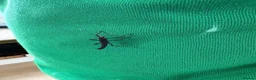 Stick Insects invertebrates for sale: Rare black velvet stick insect in Helensburgh - Advert 3