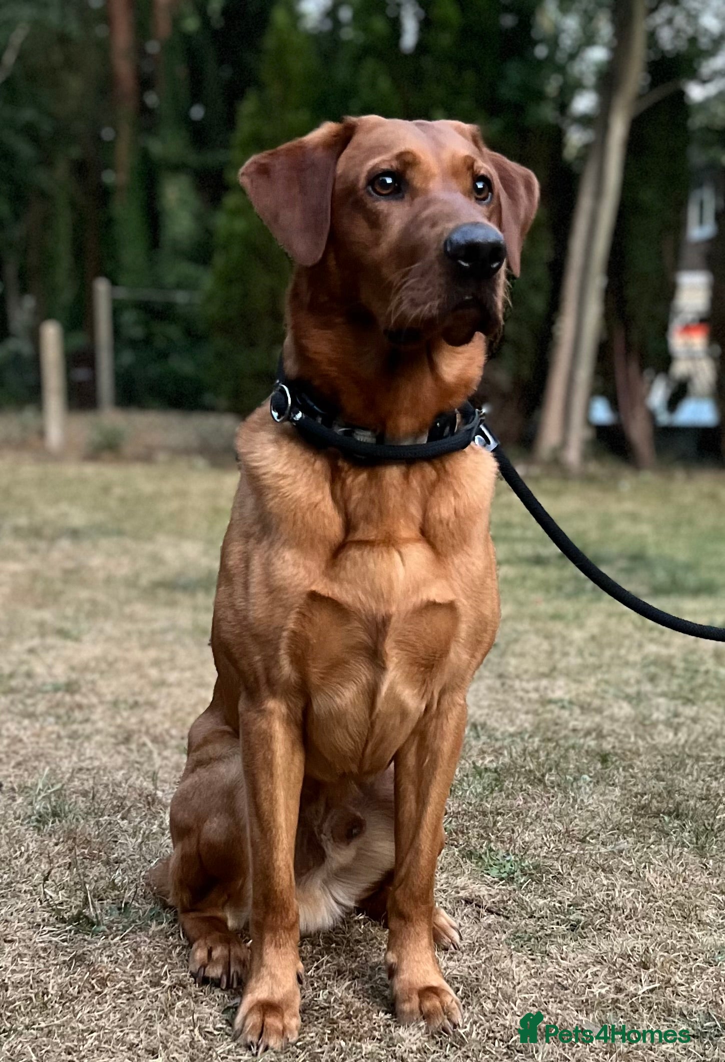 Labrador Retriever dogs PROVEN KC Health Tested Fox Red Labrador for Stud in Farnborough - Advert 1