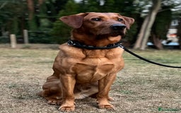 Labrador Retriever dogs for stud: PROVEN KC Health Tested Fox Red Labrador for Stud in Farnborough - Image 1