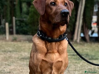 Labrador Retriever dogs PROVEN KC Health Tested Fox Red Labrador for Stud in Farnborough - Advert 19