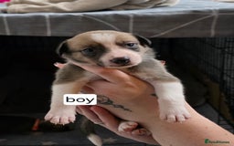 Mixed Breed dogs for sale: Beautiful collie x kelpie puppies  - Image 26