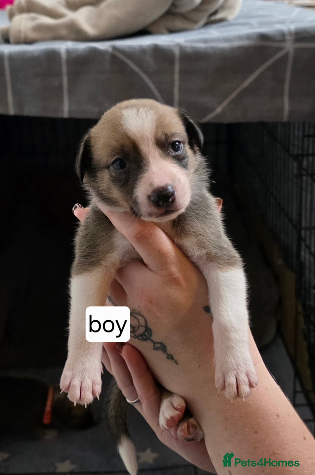 Mixed Breed dogs for sale: Beautiful collie x kelpie puppies  - Image 26