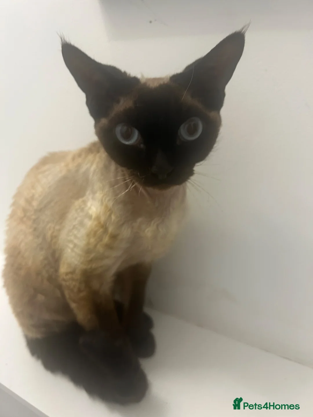 Devon Rex cats for sale: Beautiful seal point Devon Rex boy - Advert 2