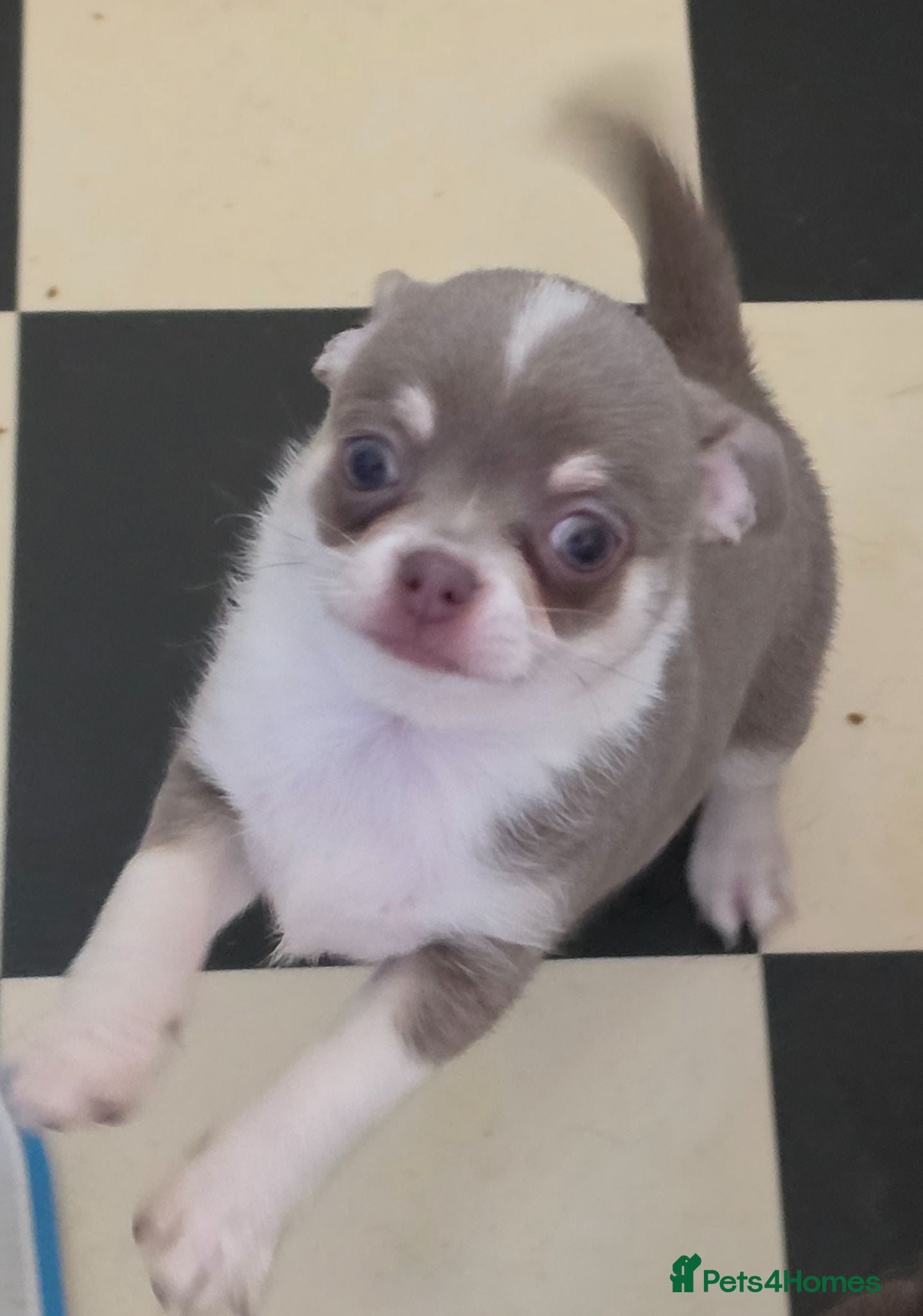 Chihuahua dogs Kc reg Chihuahua Puppys health tested parents - Advert 2