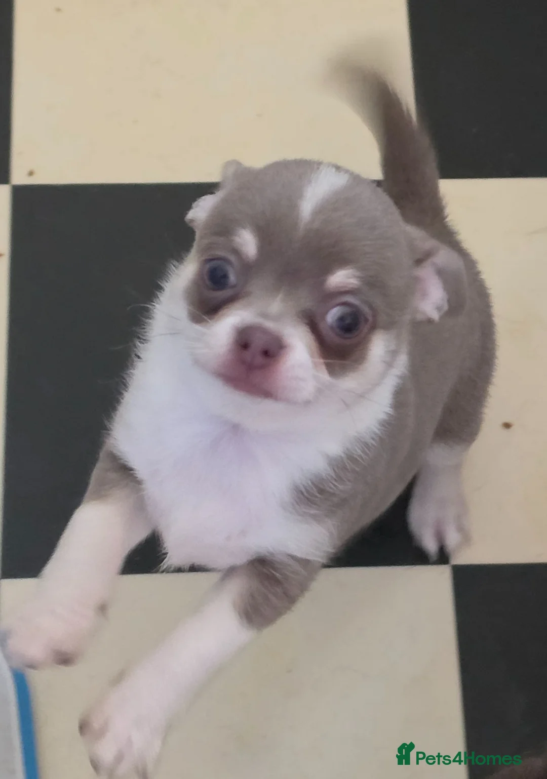 Chihuahua dogs for sale: Kc reg Chihuahua Puppys health tested parents - Advert 2