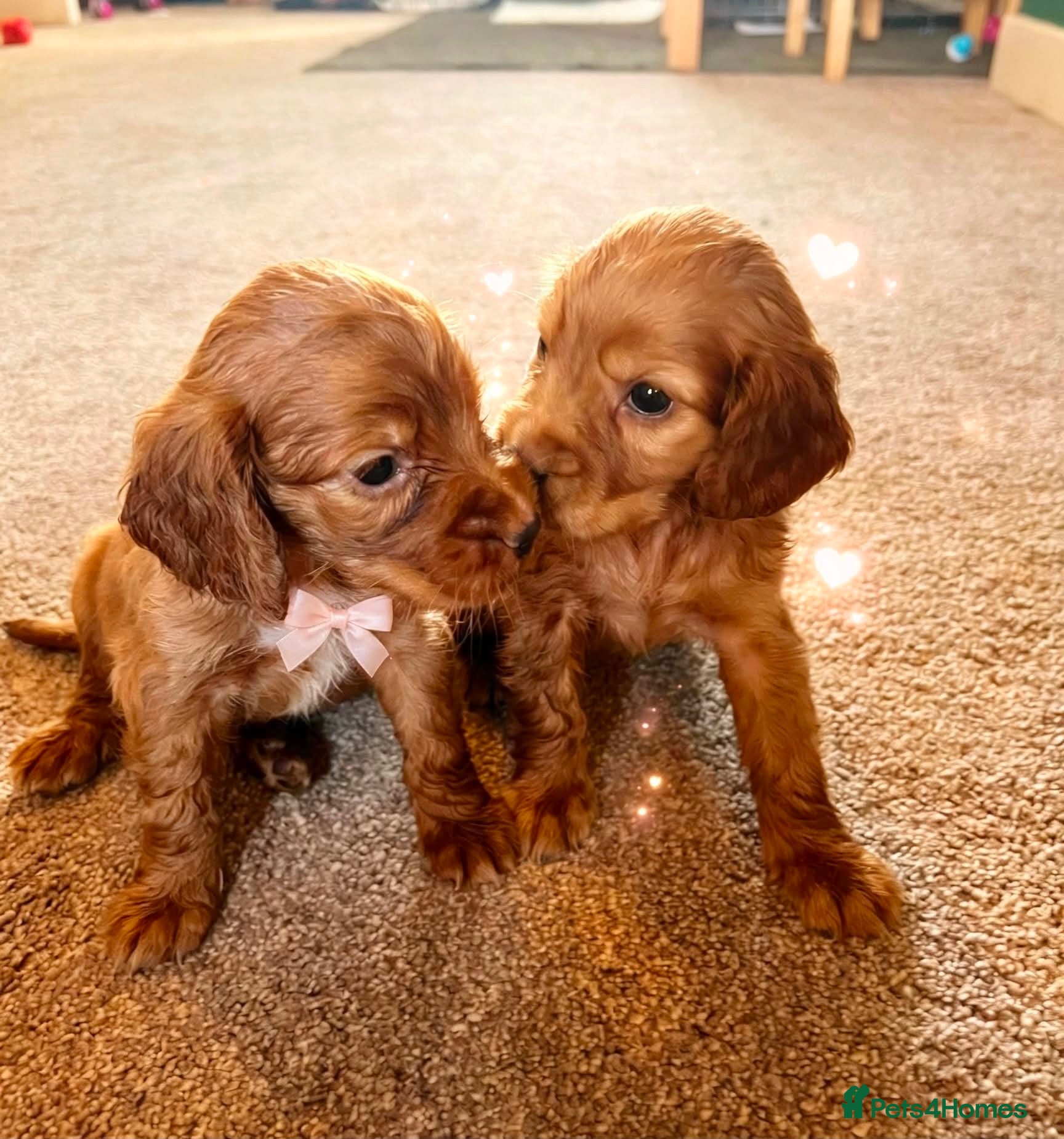 Cocker Spaniel dogs Cocker Spaniel Puppies - Advert 17