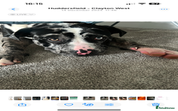 Mixed Breed dogs for sale: Loving Dog Looking for a New Home - Image 3