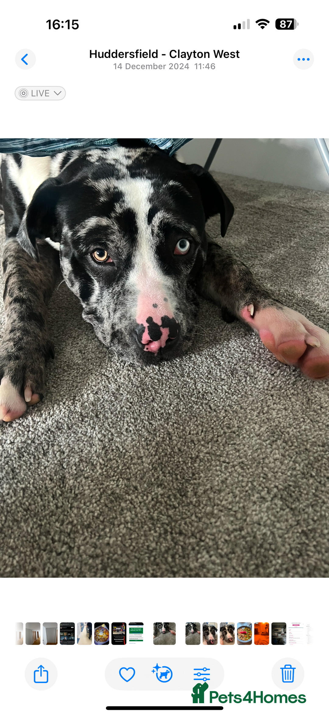 Mixed Breed dogs for sale: Loving Dog Looking for a New Home - Image 3