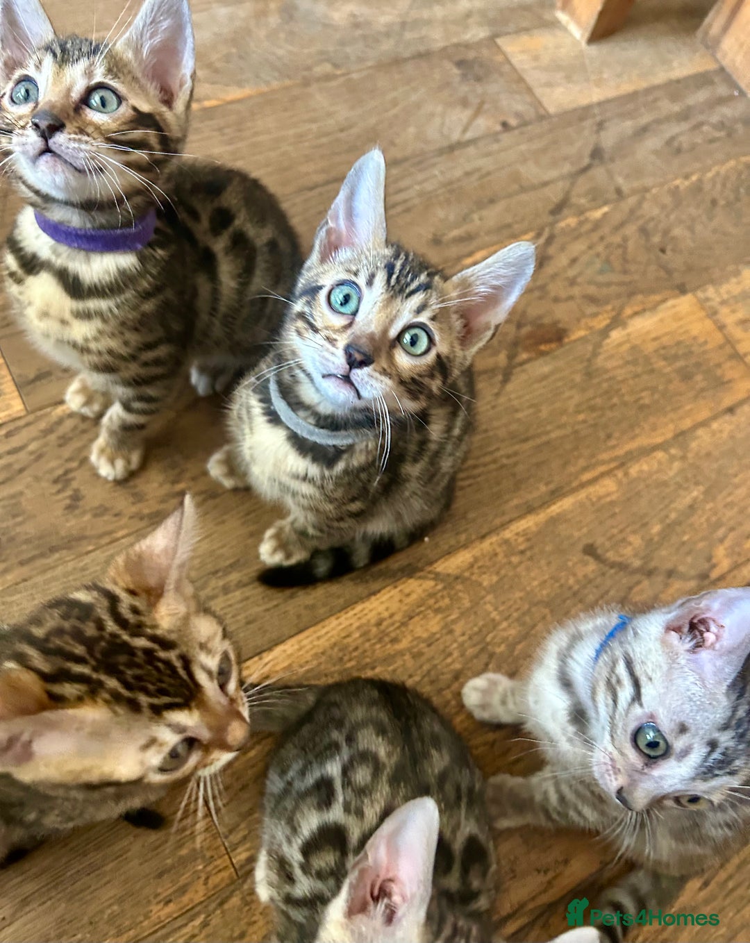 Bengal cats for sale: 5 Stunning Bengal girls ready for their new homes - Image 15