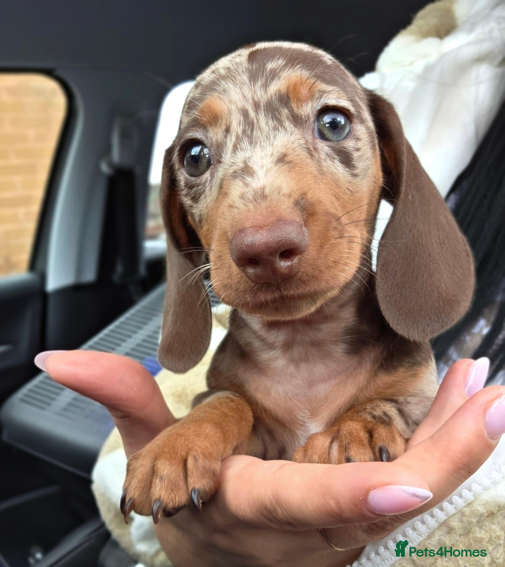 Miniature Dachshund dogs Kc Miniature Dachshund ❤️ - Advert 2