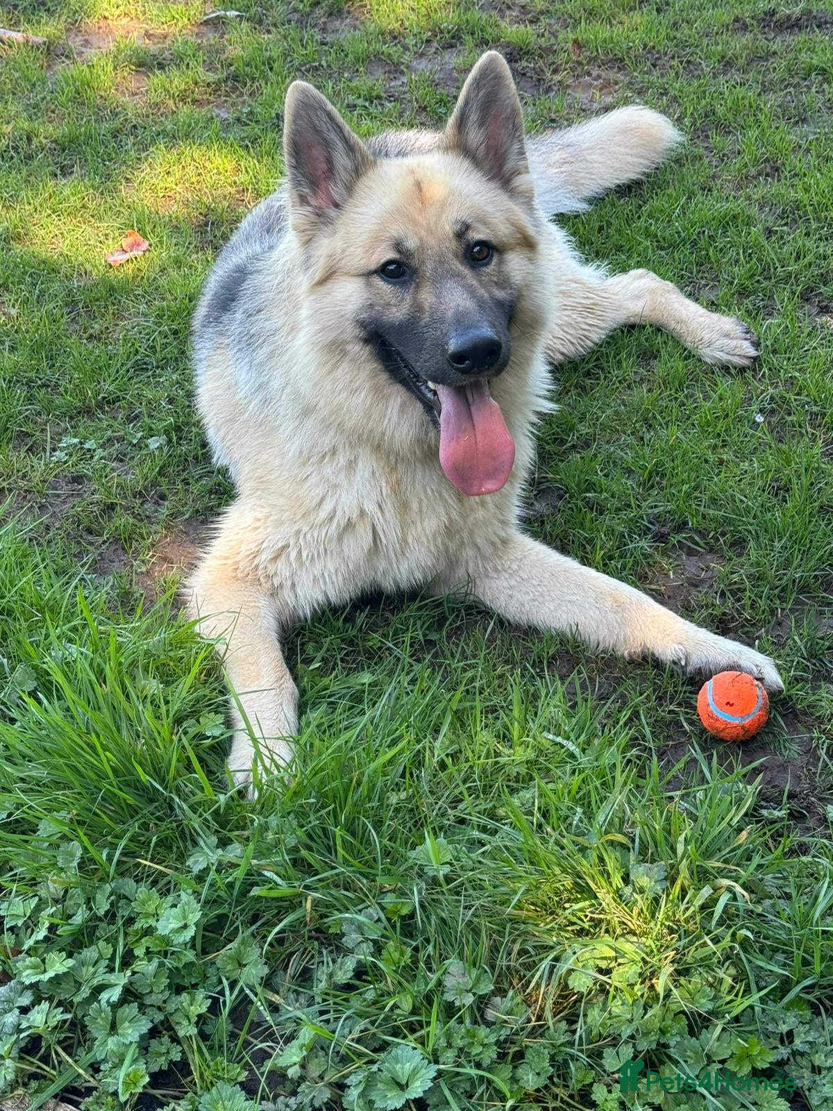 German Shepherd dogs Hugo intact german shepherd male - Advert 16