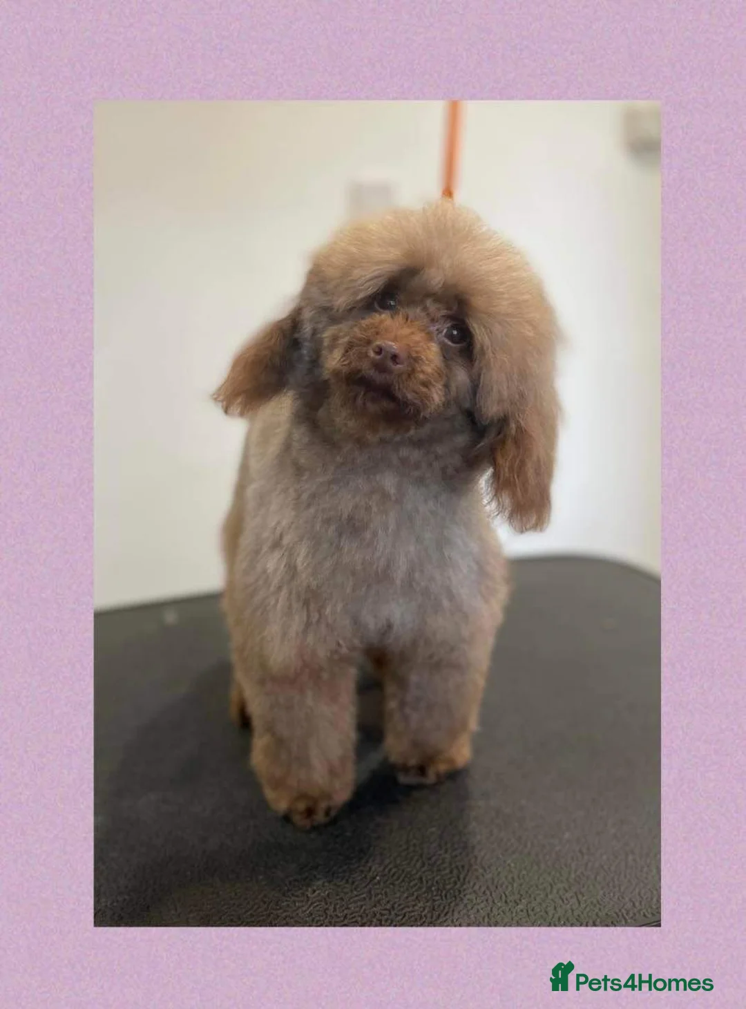 Toy Poodle dogs for stud: Stunning Chocolate Toy Poodle  in Stafford - Advert 7