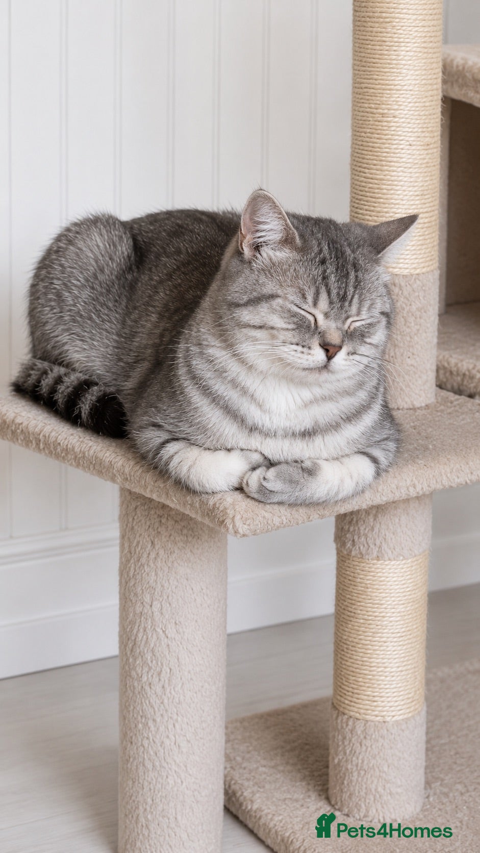 British Shorthair cats Half British shorthair  - Advert 8