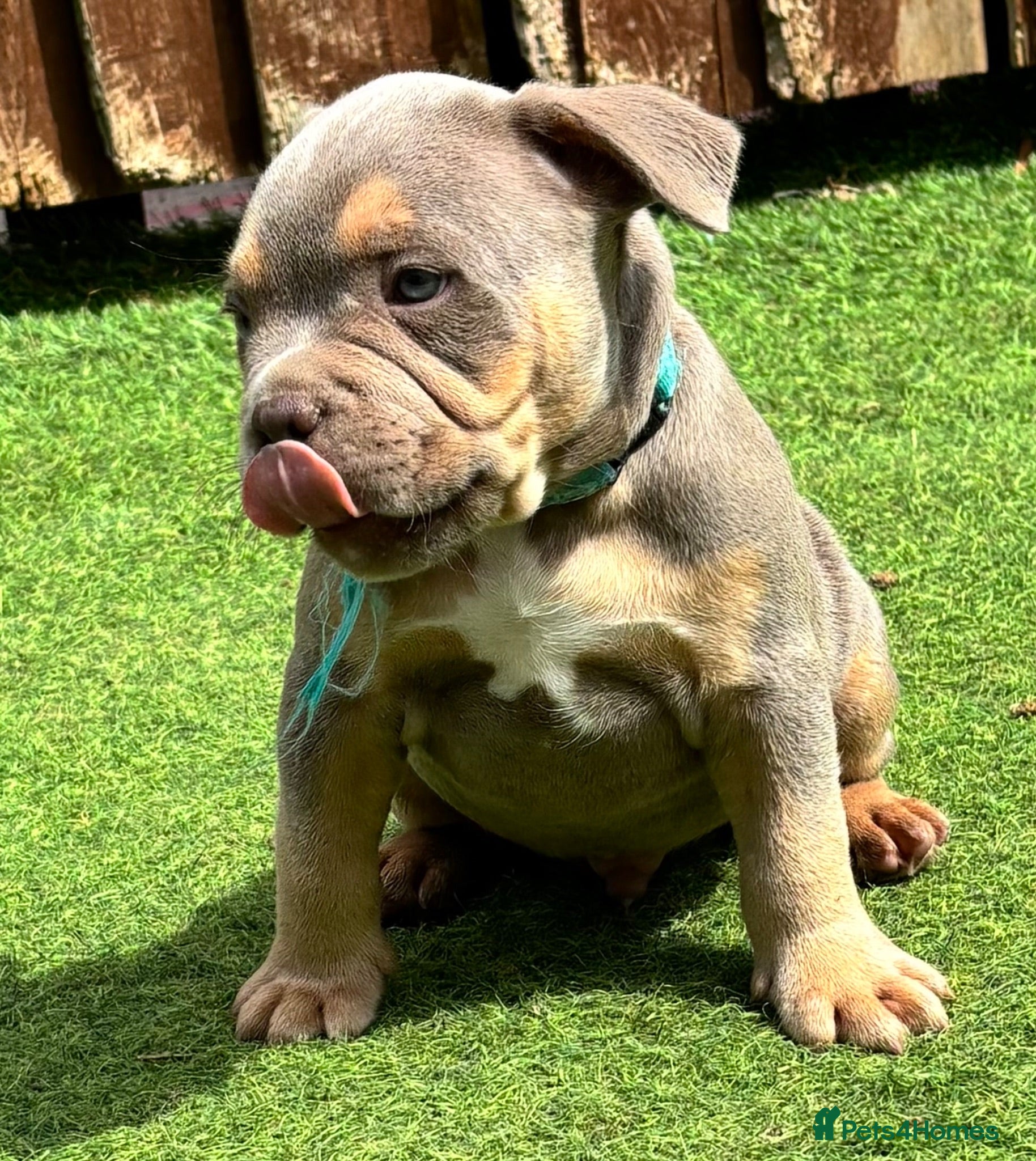 Mixed Breed dogs French bulldog X Pocket bully READY NOW!! - Advert 1